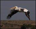 _9SB9971 american white pelican